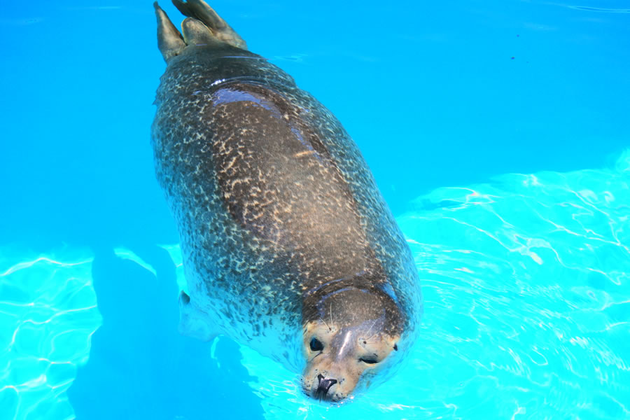 うみたまご 大分マリーンパレス水族館